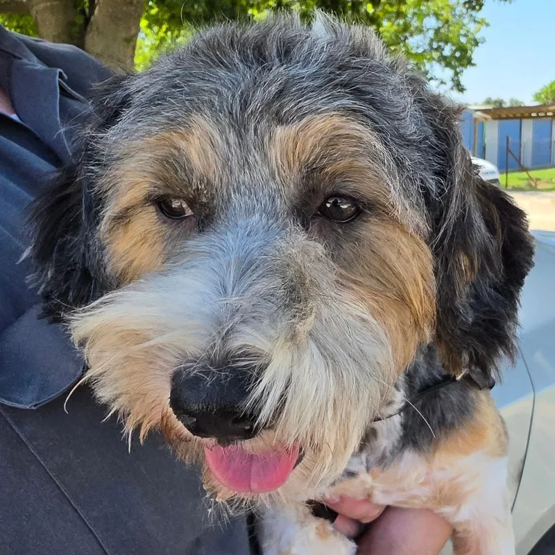 An adult medium-sized female Black Mixed Breed dog named Leonora for adoption in Leander, TX