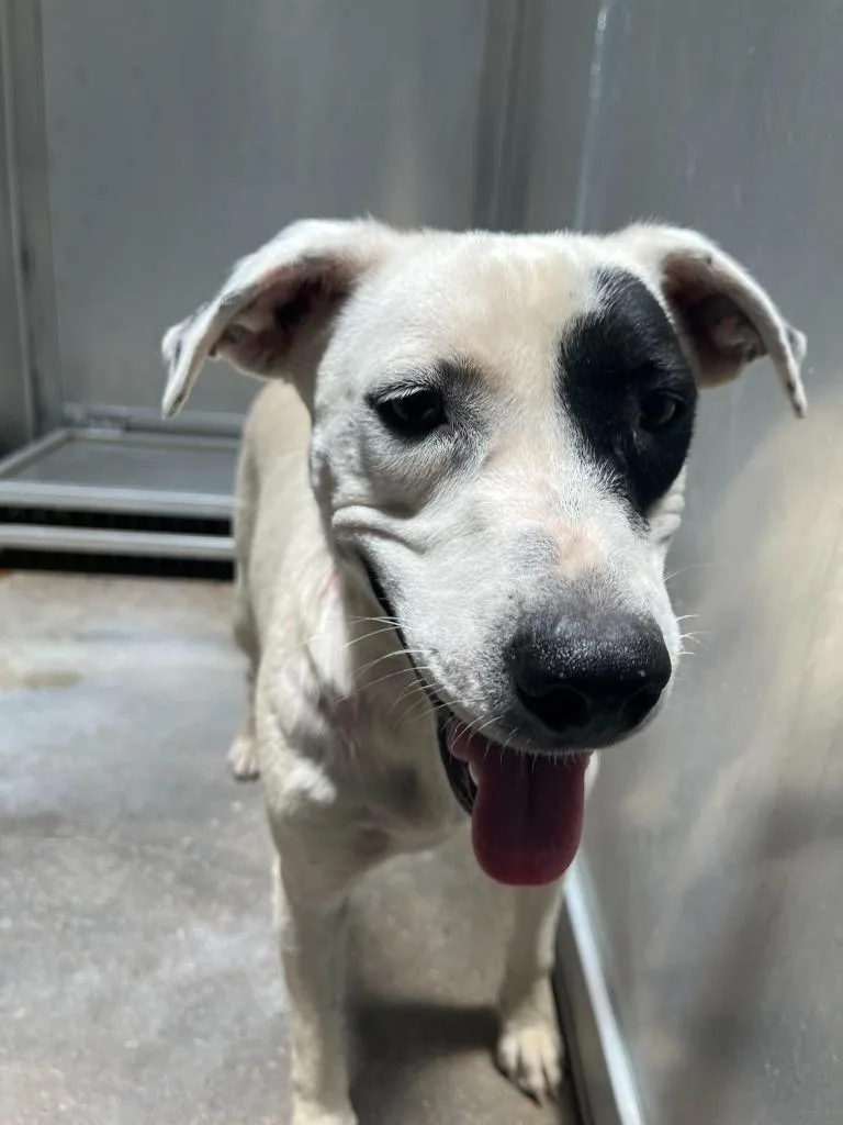 An adult medium-sized female Cattle Dog dog named Dog Kennel  Hera for adoption in Greenville, TX