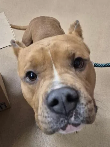 A young medium-sized male Pit Bull Terrier dog named Sitka for adoption in Decatur, IL