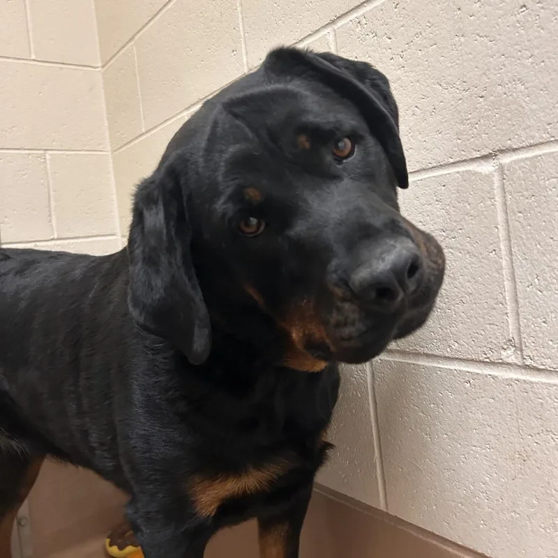 An adult extra large-sized female Rottweiler dog named Blake for adoption in Reno, NV