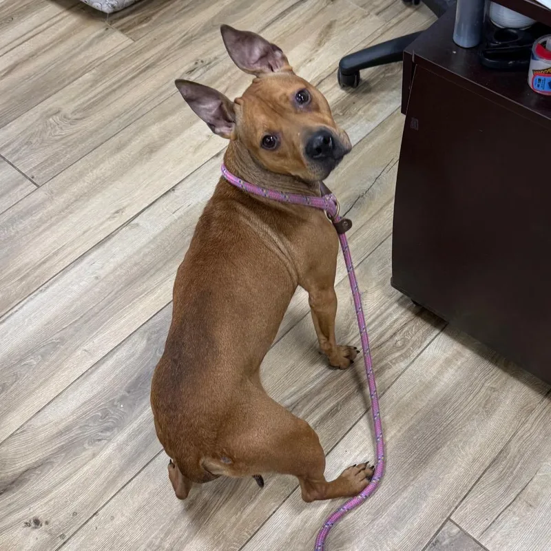 A young medium-sized male Red / Chestnut / Orange Pit Bull Terrier dog named Tumbleweed for adoption in Newark, NJ