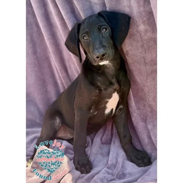 Shirley Pups