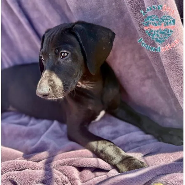 Shirley Pups thumbnail 2