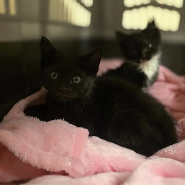A baby small-sized male Domestic Short Hair cat named Theodore for adoption in Dublin, CA