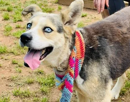 An adult large-sized female Siberian Husky dog named Nala $ for adoption in Seneca, SC