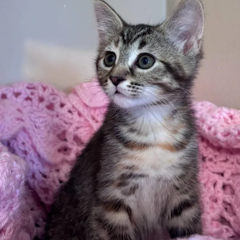 Nova