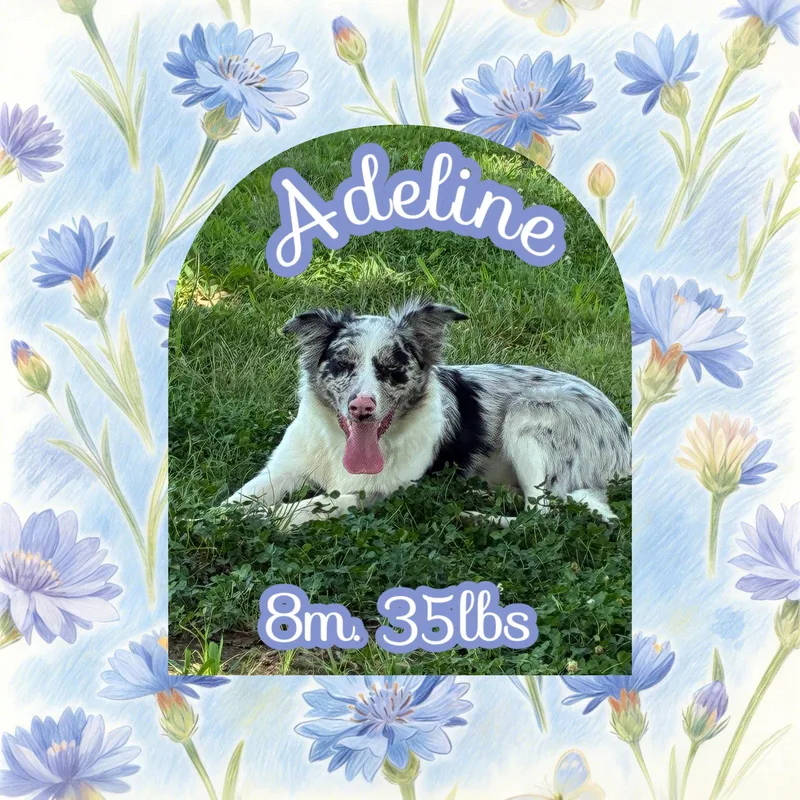 A young medium-sized female Australian Shepherd dog named Adeline for adoption in Dallas, TX
