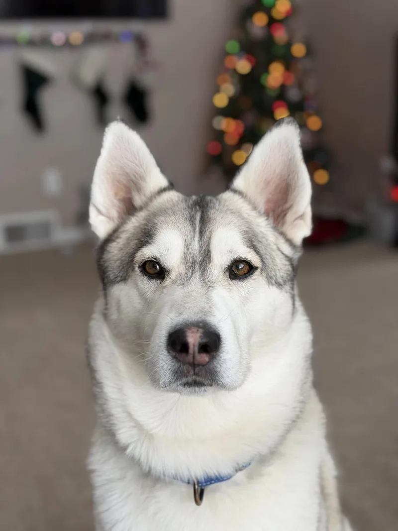 Jack