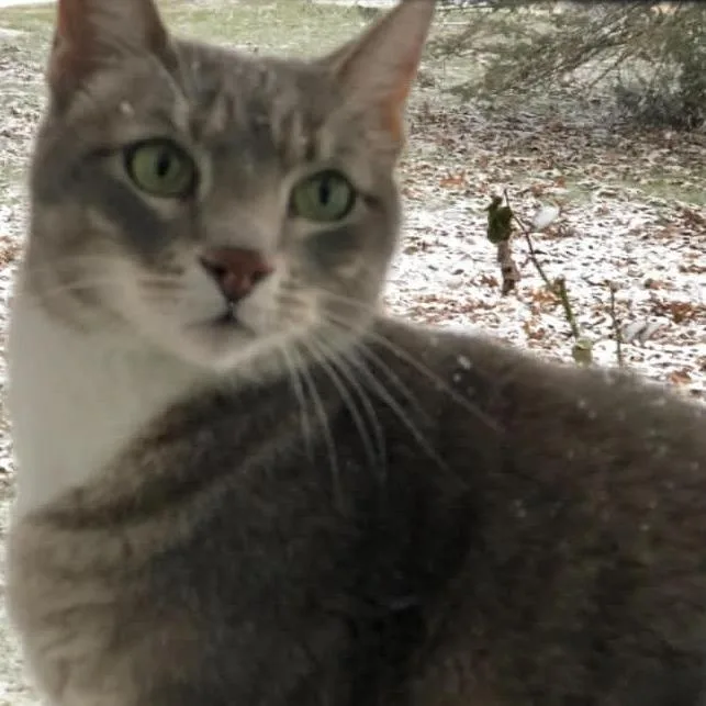 A senior medium-sized female Gray / Blue / Silver Domestic Short Hair cat named Hooblie for adoption in Harrisonburg, VA