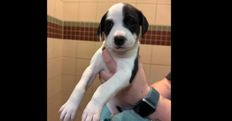 A baby small-sized female Pit Bull Terrier dog named Ted Lasso Litter: Keeley for adoption in Dallas, TX