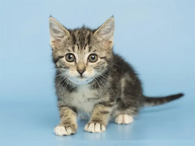 A baby small-sized female Domestic Short Hair cat named Little Comet for adoption in Phoenix, AZ