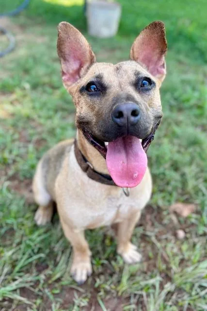 A young small-sized female Cardigan Welsh Corgi dog named Strawberry Shortcake for adoption in York, SC