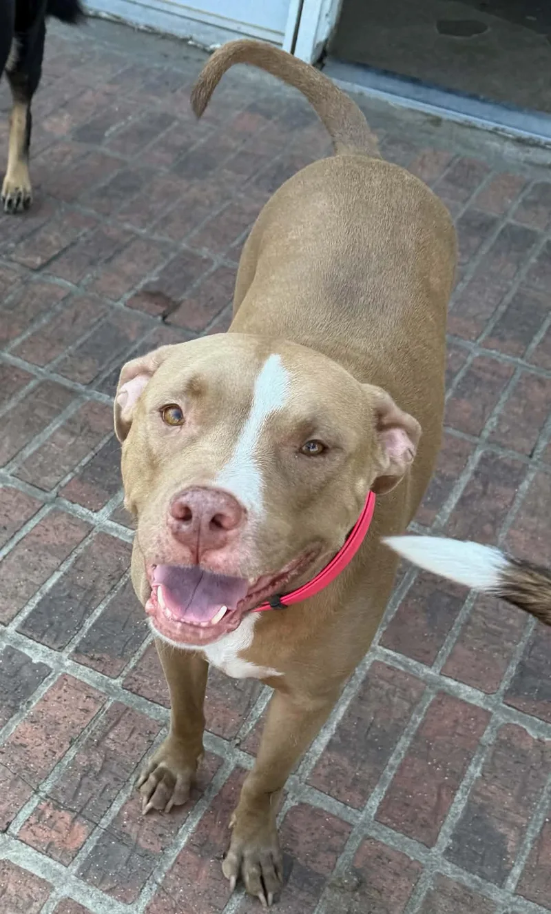 A young medium-sized female Labrador Retriever dog named Gorgeus Ginger for adoption in shepherd, TX