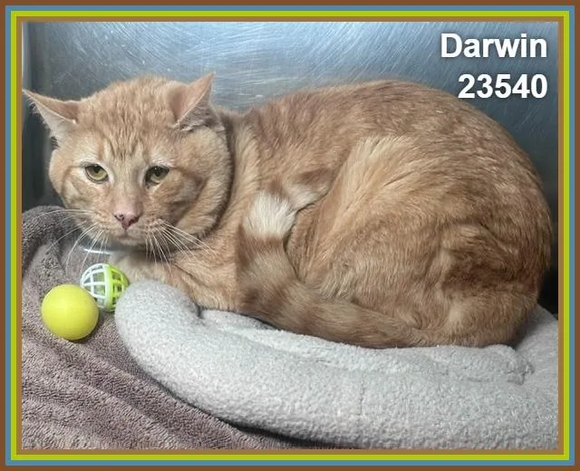 Darwin thumbnail 3