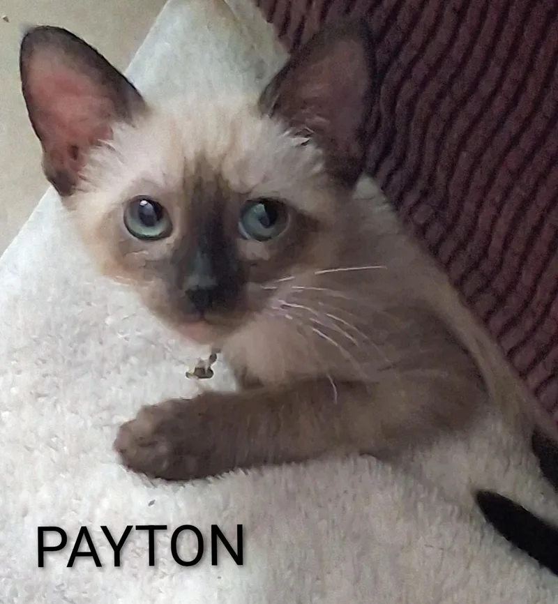A baby medium-sized female Buff / Tan / Fawn Domestic Short Hair cat named Payton for adoption in Hawthorne, CA