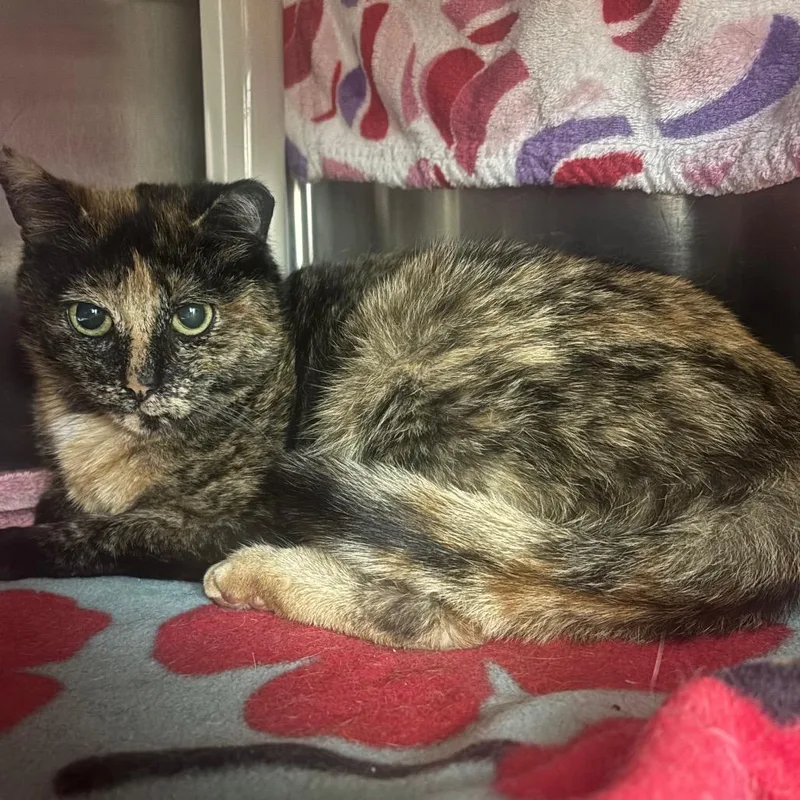 An adult medium-sized female Tortoiseshell Domestic Short Hair cat named Lepidolite for adoption in Grand Rapids, MI