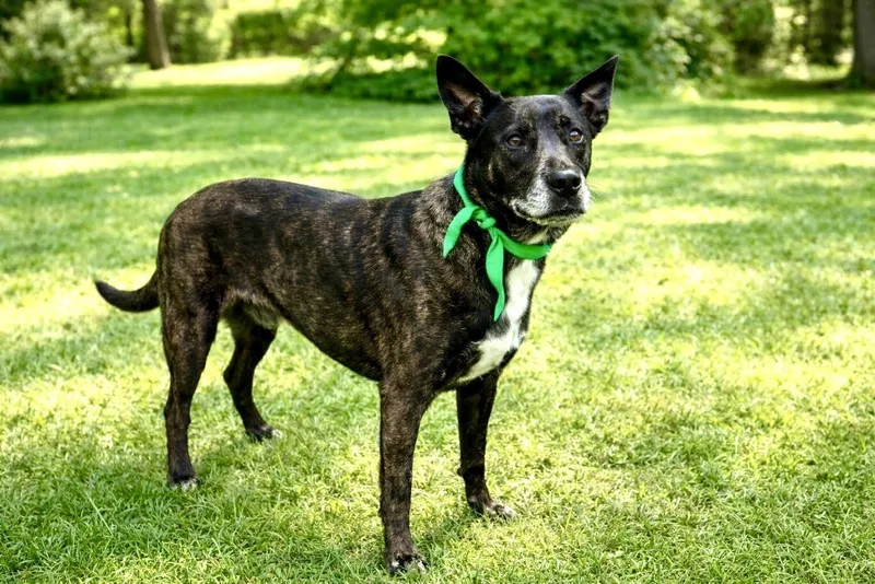 A senior large-sized female Black Mixed Breed dog named Trixie for adoption in Maryville, TN