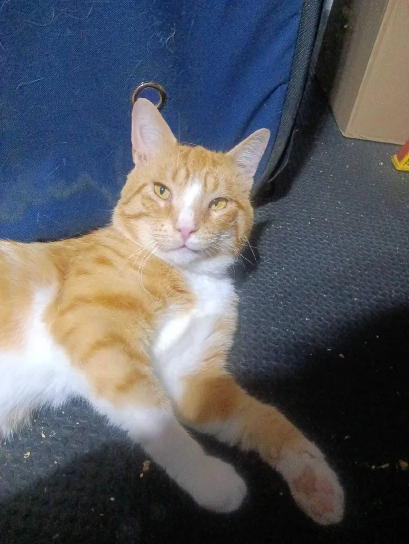 A baby small-sized male Orange & White Domestic Short Hair cat named Otis for adoption in Indianapolis, IN
