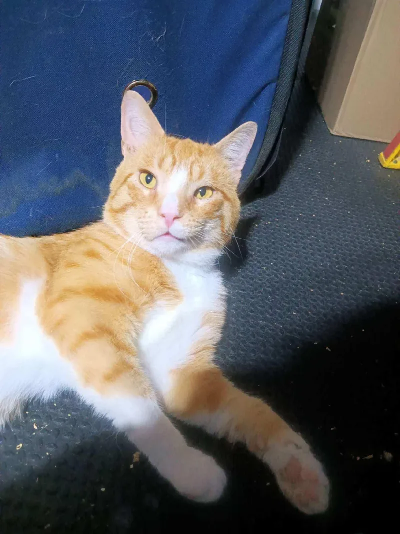 Otis thumbnail 2