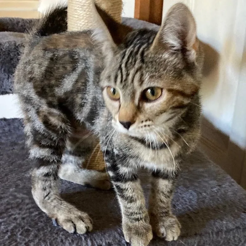 A baby medium-sized female Tabby (Buff / Tan / Fawn) Tabby cat named Abby  Precious Little for adoption in Hoquiam, WA