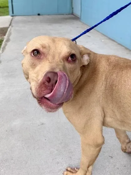 An adult medium-sized female Pit Bull Terrier dog named Virginia for adoption in New Orleans, LA