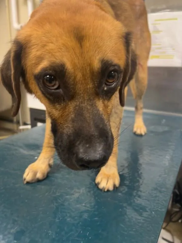 A young medium-sized male Tricolor (Brown, Black, & White) Black Mouth Cur dog named Hitch for adoption in Mobile, AL