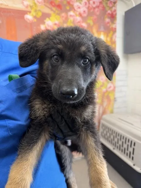 A baby small-sized male German Shepherd Dog dog named Alexander for adoption in San Bernardino, CA