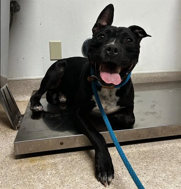 An adult large-sized male Staffordshire Bull Terrier dog named Toad for adoption in Bakersfield, CA