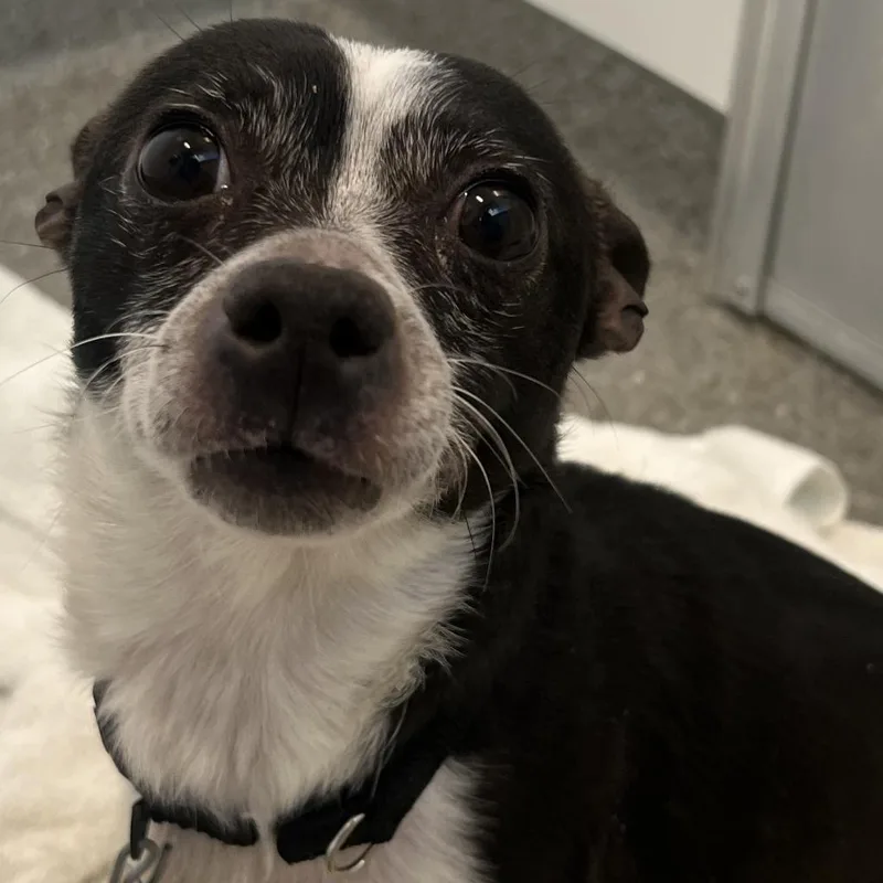 An adult small-sized male Mixed Breed dog named Roscoe for adoption in Chicago, IL