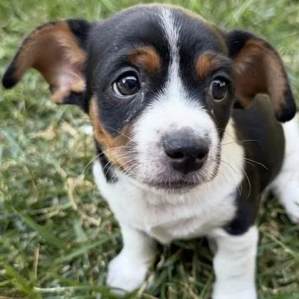 A baby small-sized male Mixed Breed dog named Mercury for adoption in Pleasanton, CA