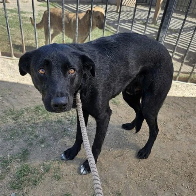 A young large-sized male Labrador Retriever dog named King for adoption in Long Beach, CA