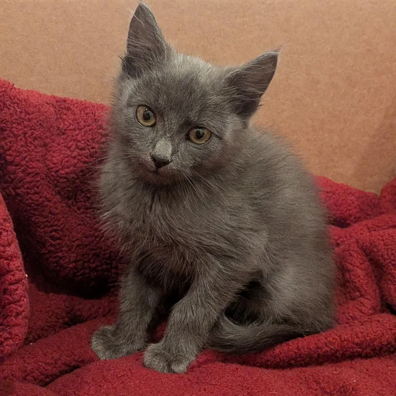 A baby small-sized male Gray / Blue / Silver Domestic Short Hair cat named Mandrake C for adoption in Princeton, MN