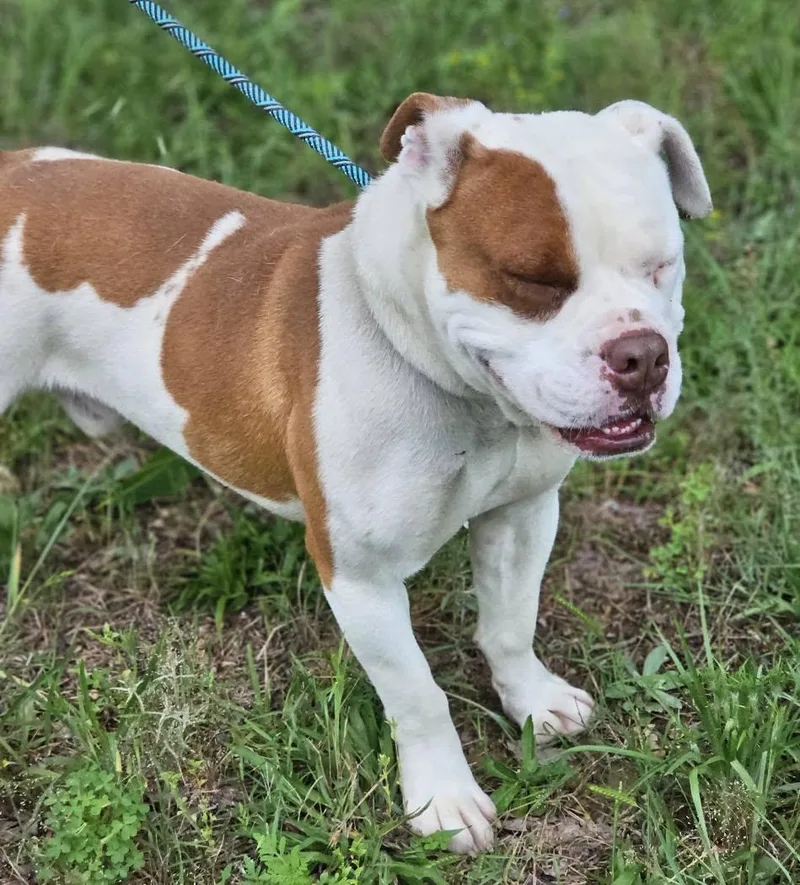An adult medium-sized male Red / Chestnut / Orange Bulldog dog named Mr. Adorbs for adoption in Fort Payne, AL