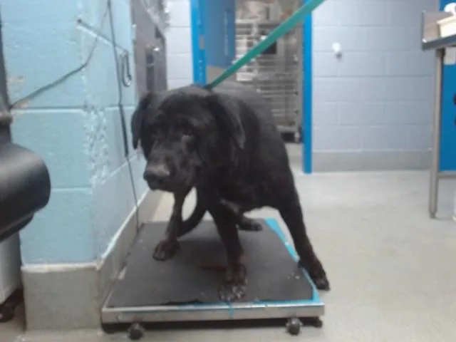 An adult medium-sized male Labrador Retriever dog named Jaguar for adoption in Albuquerque, NM
