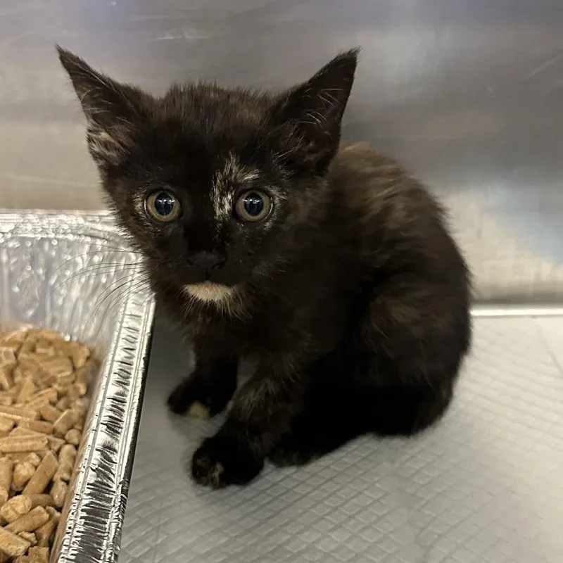 A baby small-sized female Brown / Chocolate Domestic Short Hair cat named Duckling for adoption in Greensboro, NC