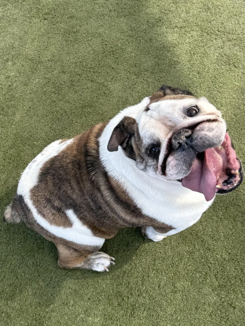 Simi thumbnail 3