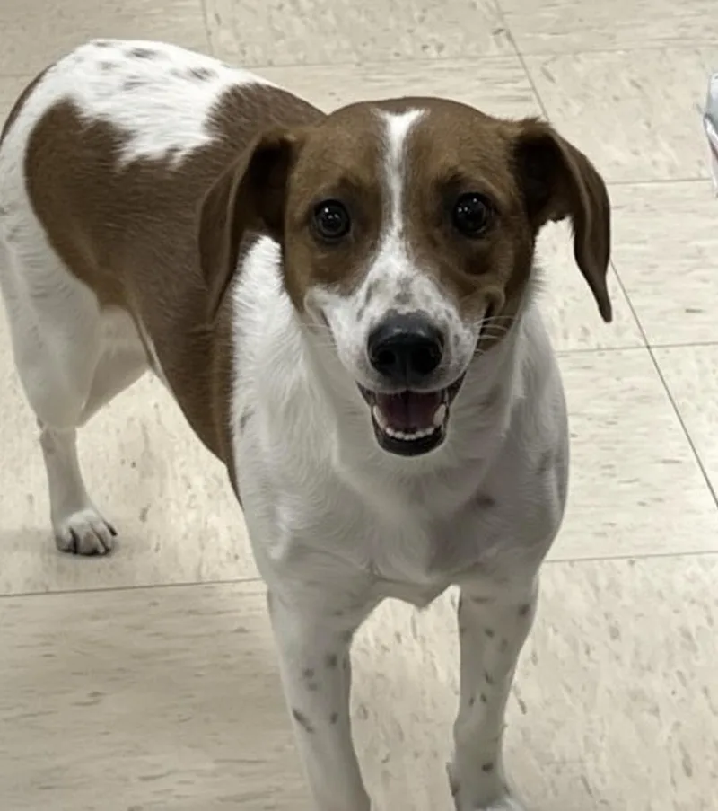 A young medium-sized female Golden Beagle dog named Artemis for adoption in Elyria, OH