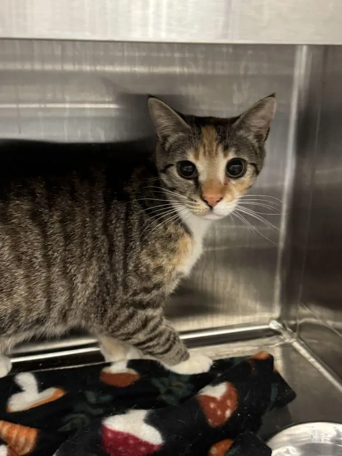 A young small-sized female Torbie cat named Nancy for adoption in Hilton Head Island, SC