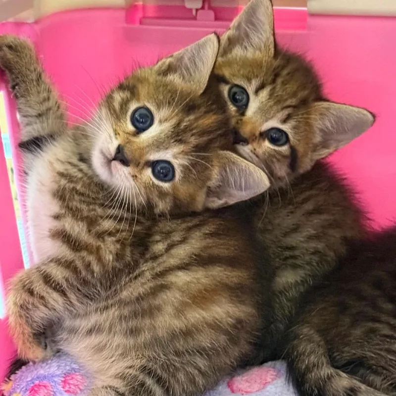 Singer Siblings: Beyonce thumbnail 2