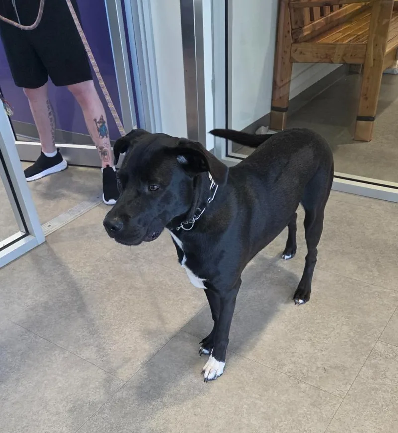 A baby large-sized male Mixed Breed dog named Sammy for adoption in Bossier City, LA