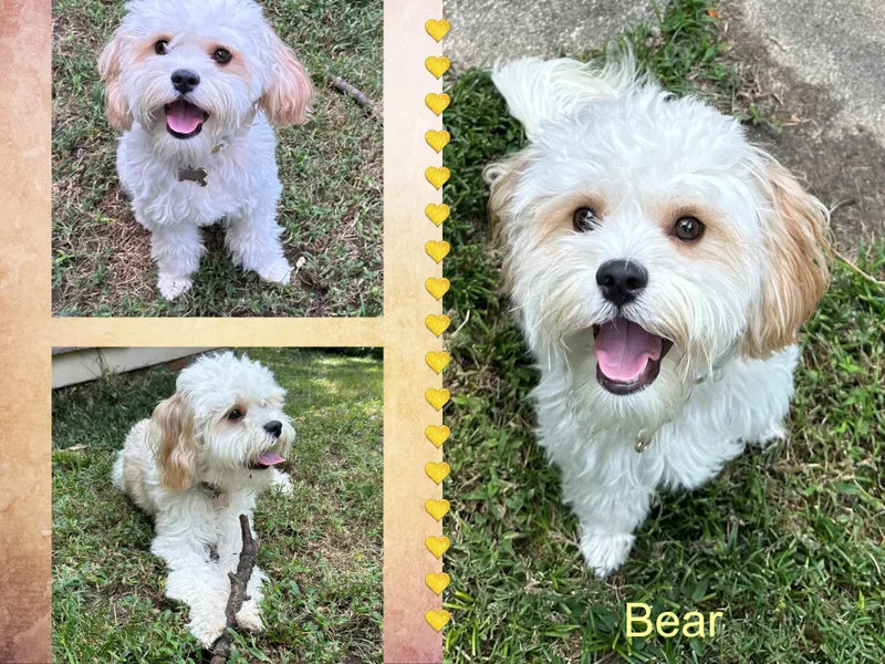 A young small-sized male Bichon Frise dog named Bear NC for adoption in Tulsa, OK