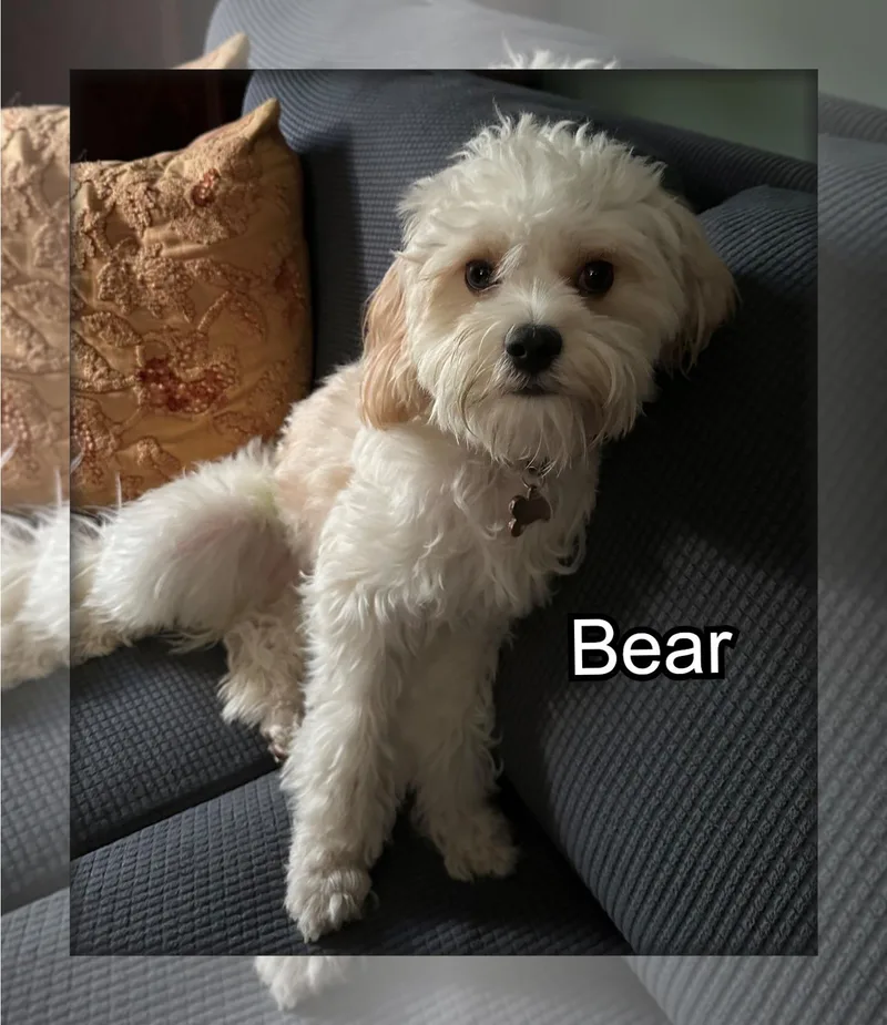 Bear  NC thumbnail 2