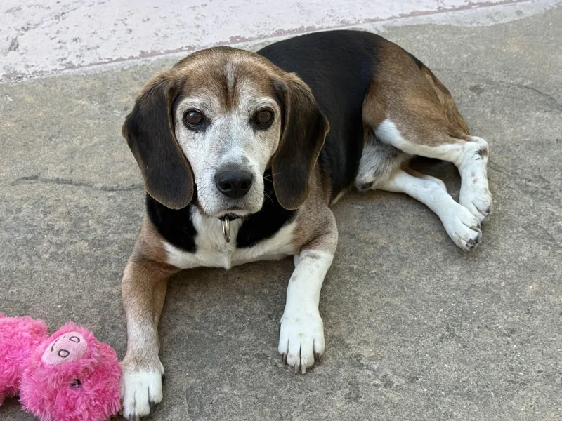 An adult medium-sized male Tricolor (Brown, Black, & White) Beagle dog named Mumford for adoption in Elk Grove, CA