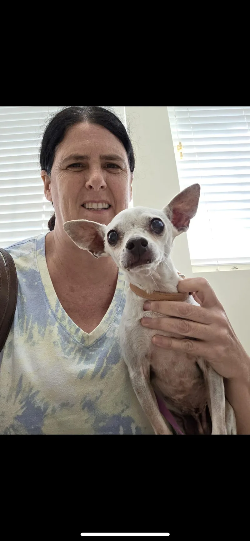 An adult small-sized female White / Cream Chihuahua dog named Paisley for adoption in Hamden, CT