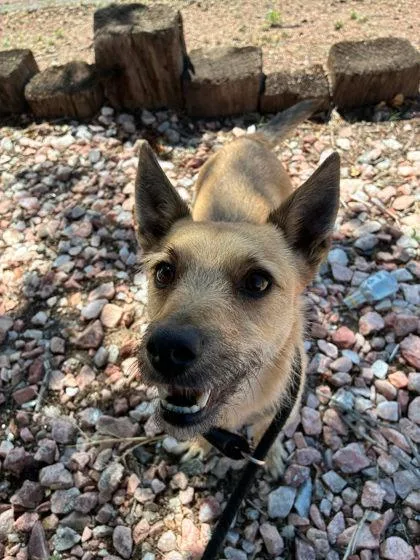 An adult small-sized male Apricot / Beige Terrier dog named Apollo for adoption in Canon City, CO
