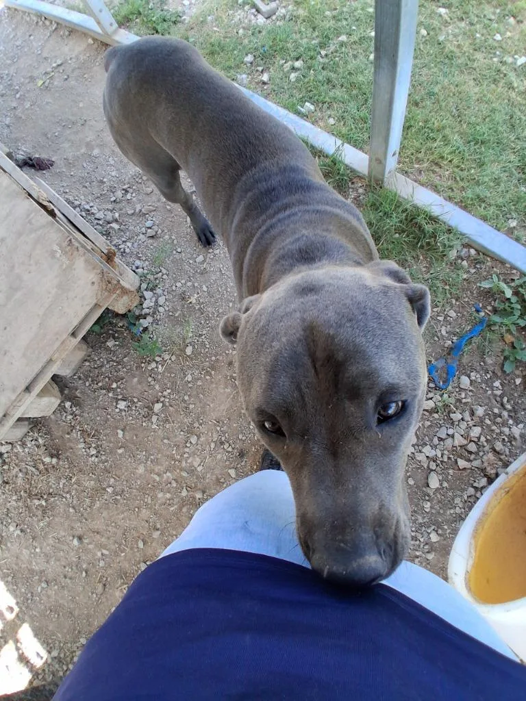 An adult large-sized male Pit Bull Terrier dog named Kane for adoption in Brownwood, TX