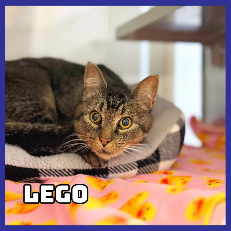 A young medium-sized male Gray / Blue / Silver Extra-Toes Cat / Hemingway Polydactyl cat named Lego for adoption in Glenwood, MN