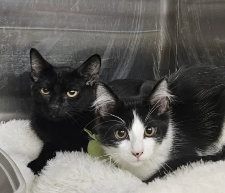 A baby small-sized female Black & White / Tuxedo Domestic Short Hair cat named Marcy for adoption in Covington, LA