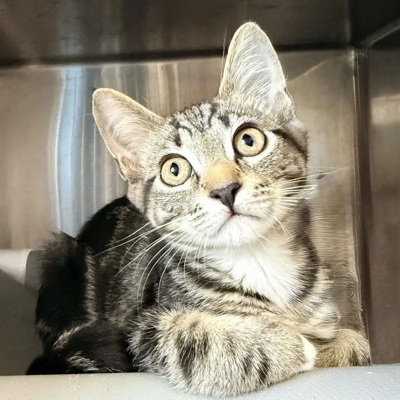 A baby small-sized male Gray / Blue / Silver American Shorthair cat named Bedford for adoption in Palm Springs, CA