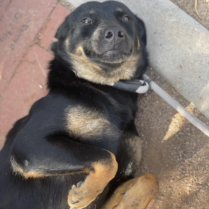 An adult medium-sized female Black Australian Kelpie dog named Summer for adoption in Riverside, CA